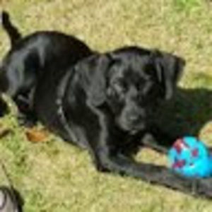 Meet your Posher, Molly